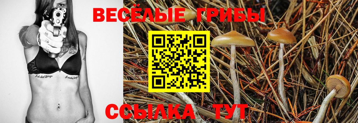 Галлюциногенные грибы Psilocybe Вологда